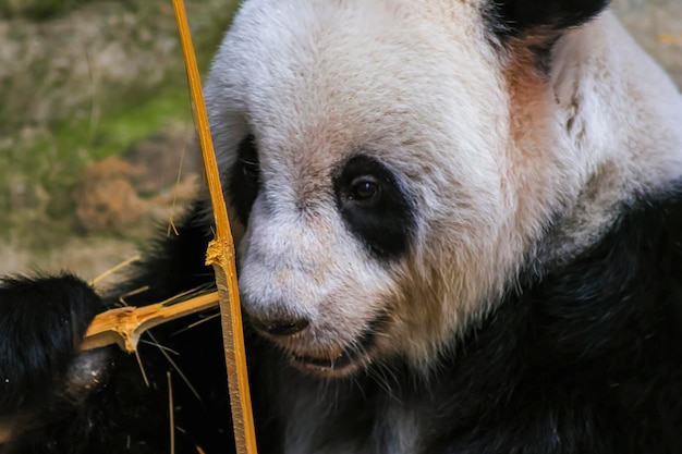 Los ojos de un oso panda