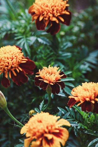 Ojos de tigre de caléndula francesa con flores dobles de color rojo oscuro y amarillo brillante en el jardín