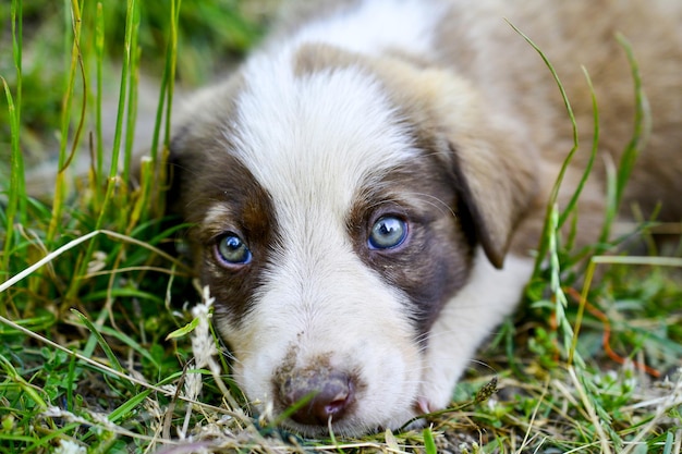 Ojos tristes de un cachorro callejero en la foto de la naturaleza.