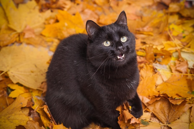 Ojos verdes emocionales gato doméstico de piel negra en hojas caídas laicos. Mascota afortunada en la naturaleza otoñal.