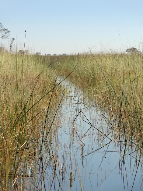 Okavango-Delta