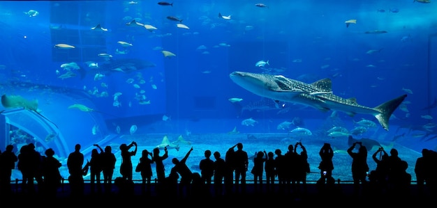 Okinawa-Aquarium