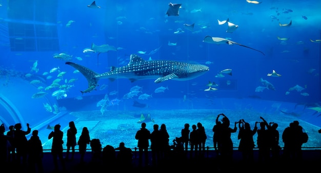 Okinawa-Aquarium