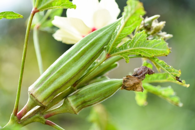 Okra auf Baum wächst in der Farm, Lady Fingers Gemüse.