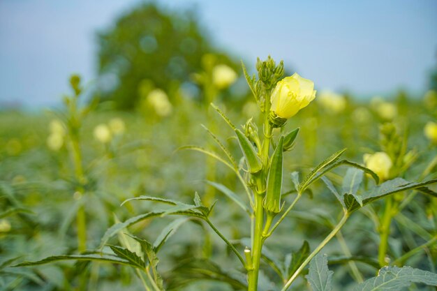 Okra- oder Ladyfinger-Pflanze auf dem Landwirtschaftsfeld.