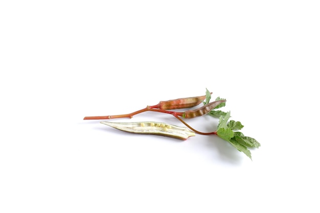 Okra. Planta comestible con hojas, frutos y semillas sobre un fondo blanco.