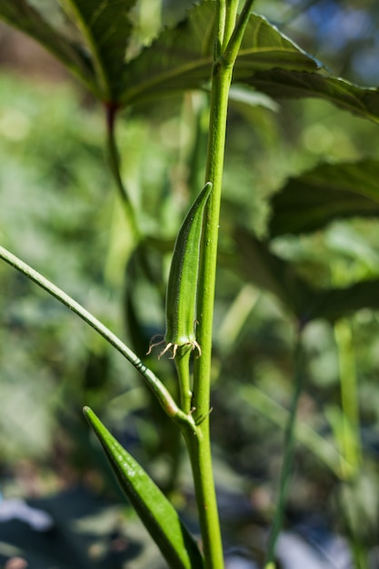 Okra verde en el árbol de cerca