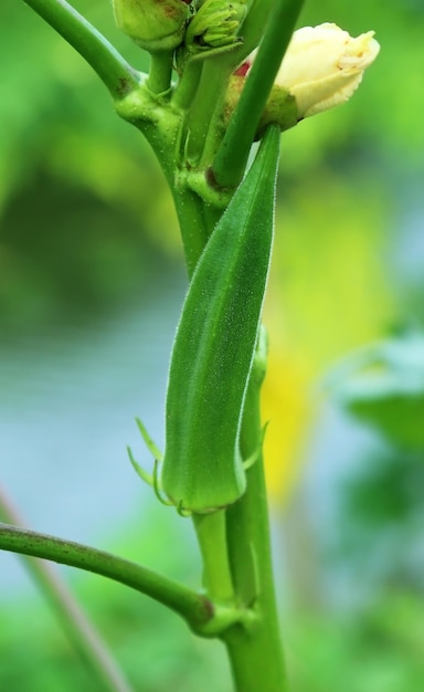 Okra verde en la naturaleza