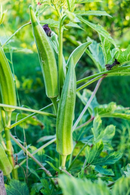 Foto okralady's fingergombogumbobendeegrünes kraut