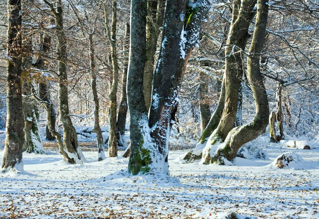 Oktober Bergbuchenwald mit erstem Winterschnee und letztem Herbstlaub.