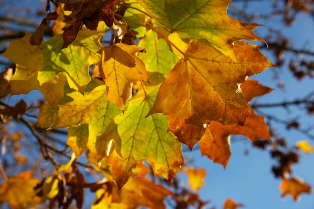 Oktober. Das Laub hat seine Farbe geändert. Gelb-orange Ahornblätter an einem Baum an einem klaren, sonnigen Tag