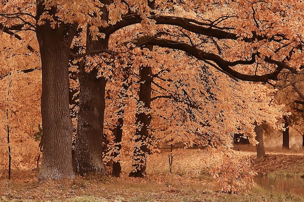 Oktoberlandschaft / Herbst im Park, gelbe Oktoberbäume, Gasse in der Herbstlandschaft