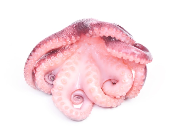 Oktopus auf weißem Hintergrund