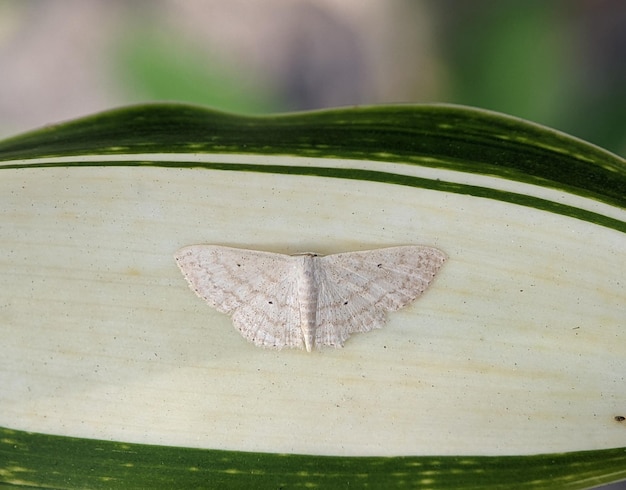 La ola crema es una polilla de la familia Geometridae