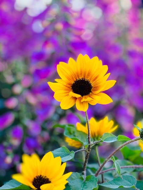 Foto olá flores de sol .