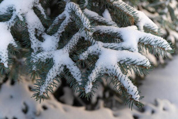 Olá inverno Os ramos do abeto azul estão cobertos de neve