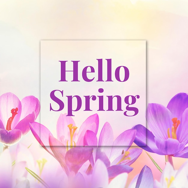 Olá, Primavera 28