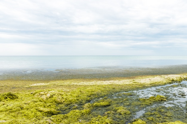 Las olas de agua de mar lanzan algas verdes en la playa en un día lluvioso.