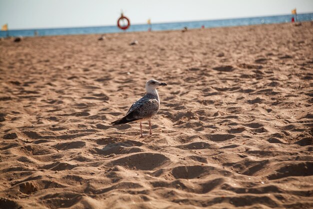 las olas de descanso de la playa de arena de mar