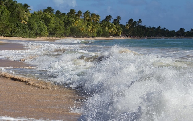Las olas en la playa caribeña de la isla de Martinica