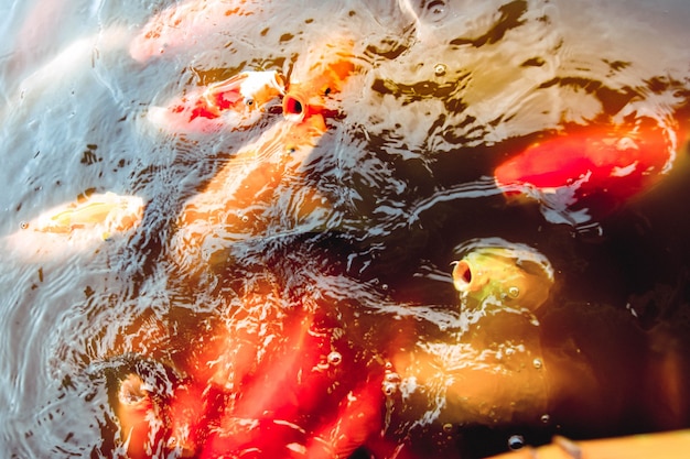 Oldfish nadando na piscina contra um fundo de água laranja