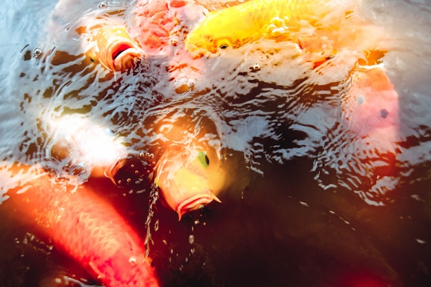 Foto oldfish nadar en la piscina con un fondo de agua naranja