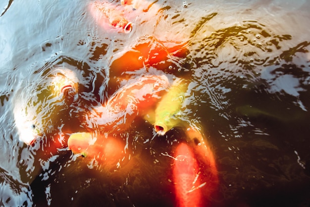 Foto oldfish nadar en la piscina con un fondo de agua naranja