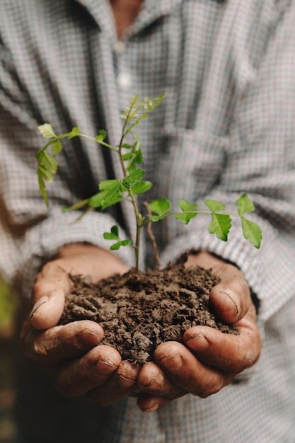 OldMan manos agarrando la tierra con una plantaEl concepto de agricultura y crecimiento empresarial en farmxA