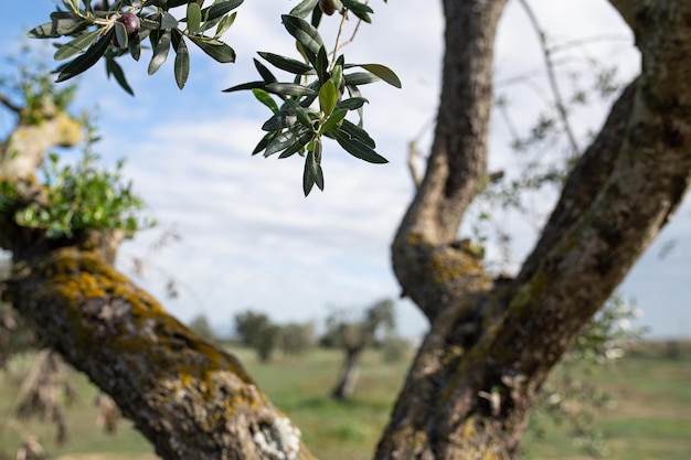 Olea europaea ist ein im europäischen Mittelmeerraum verbreiteter Olivenbaum