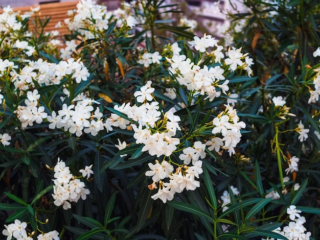 Oleander florescendo com flores brancas