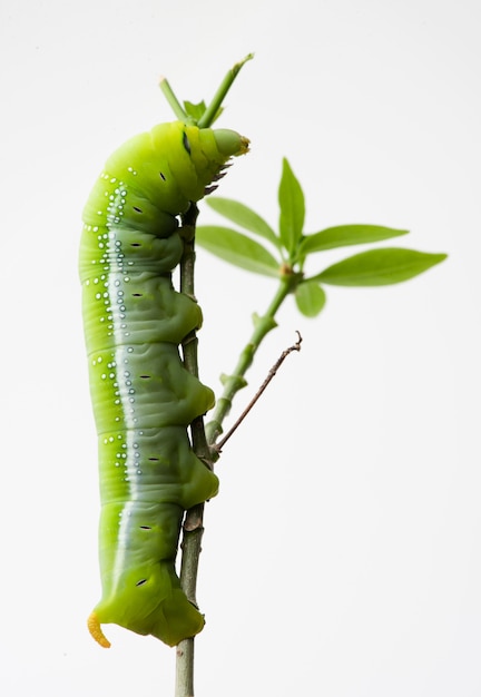 Oleander Hawk Moth Caterpillar (Daphnis nerii, Sphingidae), Aufstieg in der Anlage, lokalisiert auf weißem Hintergrund.