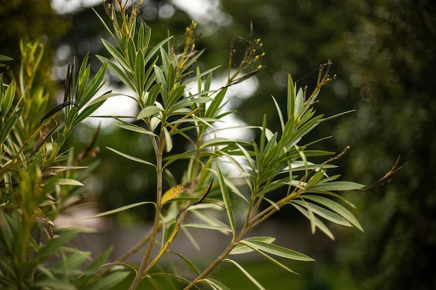 Foto oleander hinterlässt detail aus der nahaufnahme