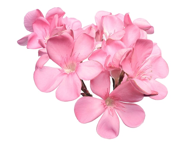 Oleander de Nerium Flores de oleander rosa aisladas sobre un fondo blanco con camino de corte