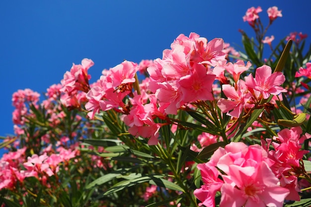 Foto oleander nerium oleander apocynaceae ist ein giftiger strauch. er wird wegen seiner rosafarbenen blüten häufig in gärten verwendet. küste von herceg novi, montenegro, adria, mittelmeer