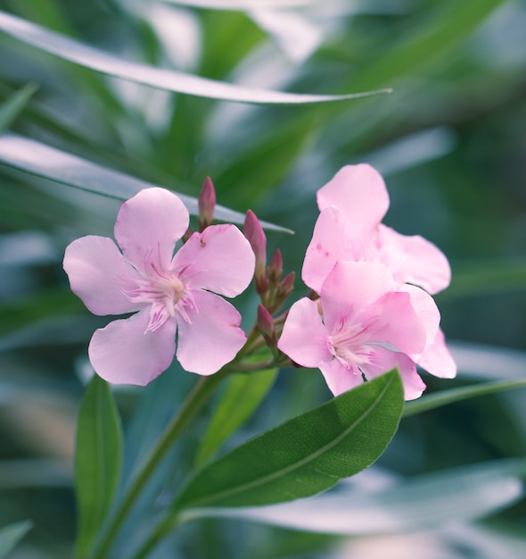 Oleander rosa blume auf einem grünen blättern hintergrund