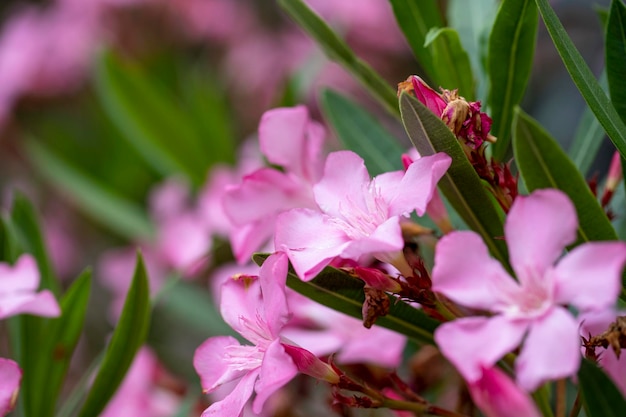 Foto oleanderblume nahaufnahme oleanderbaumblume