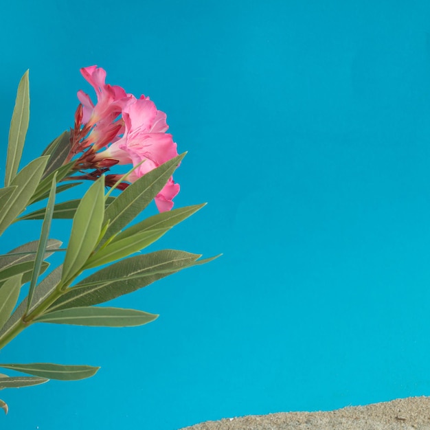 Oleanderpflanze mit rosa Blüten über dem grauen Sand vor blauem Hintergrund