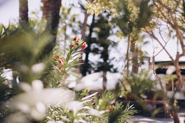 Oleanderpflanze wächst in einem Garten in Todos Santos, Mexiko