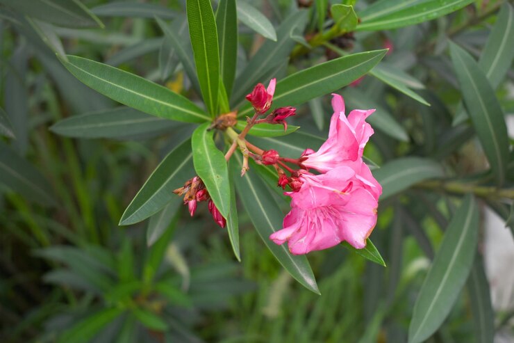 Foto oleandro de nerium em flor siplicidade rosa feixe de flores e folhas verdes em galhos nerium