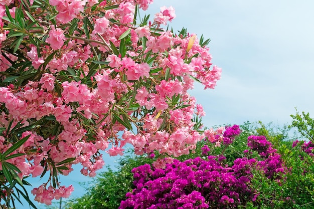 Oleandros cor de rosa com flores roxas no fundo