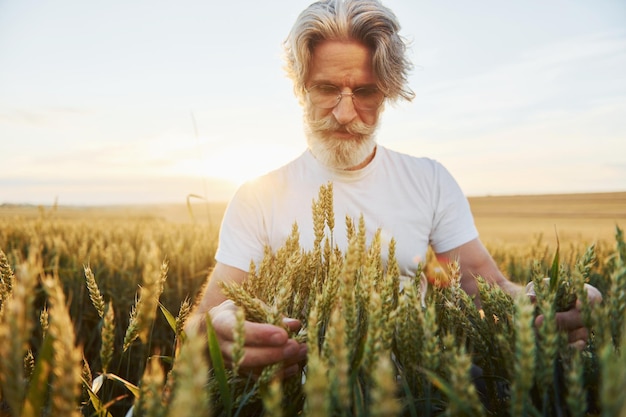 Olha para a colheita fresca Homem elegante sênior com cabelos grisalhos e barba no campo agrícola