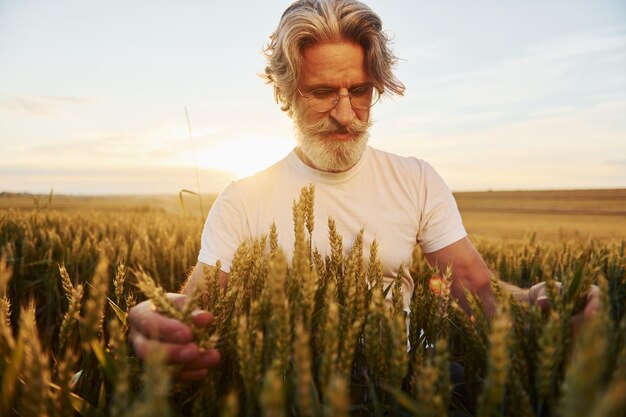 Olha para a colheita fresca Homem elegante sênior com cabelos grisalhos e barba no campo agrícola