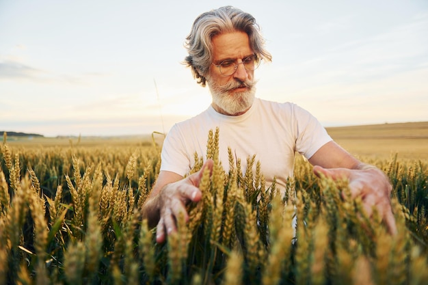 Olha para a colheita fresca Homem elegante sênior com cabelos grisalhos e barba no campo agrícola