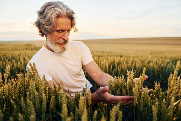 Olha para a colheita fresca Homem elegante sênior com cabelos grisalhos e barba no campo agrícola