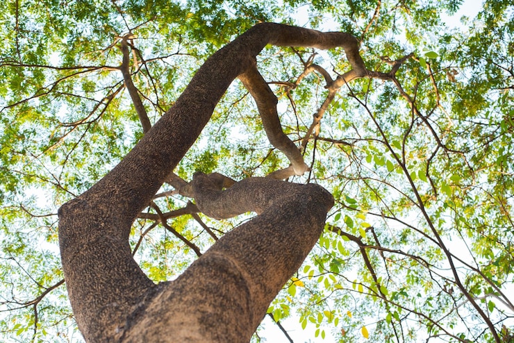 Foto olha para o pinheiro contra o céu