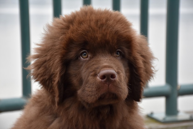 Olhando para a doce face de um filhote de cachorro marrom da terra nova