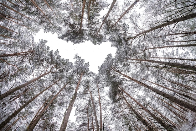 Olhando para a floresta de pinheiros de inverno Árvores crescendo no céu