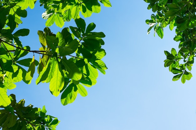 Foto olhando para a folha com céu azul e luz do feixe do sol