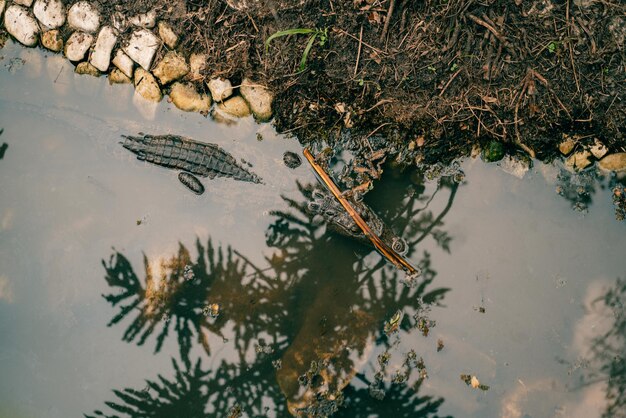 Foto olhando para baixo para uma cabeça de jacaré em água verde