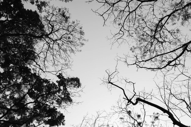 Olhando para cima na floresta - Resumo de natureza de galhos de árvores - monocromático